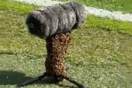 Pčele zaustavile derbi u Njemačkoj: Roj "okupirao" mikrofon (VIDEO)