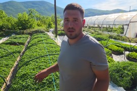 Odbio otići iz BiH, dao otkaz i izgradio posao sa 150.000 sadnica ...