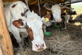 Mljekari iz RS upozoravaju: Viškovi i uvoz prijete obustavom otkupa ...