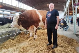 Zvijezda sajma koju svi žele da vide: Bik Jablan ima skoro dvije tone