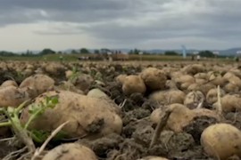 Šta se dešava sa krompirom u Srbiji: Čudan ukus, brzo klija i ...
