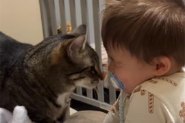 Mačak Oliver ne dozvoljava vlasnici da probudi sina bez njega (VIDEO)