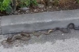 Zmije kod hotela u Sarajevu izazvale paniku: "Sezona je parenja" (VIDEO)
