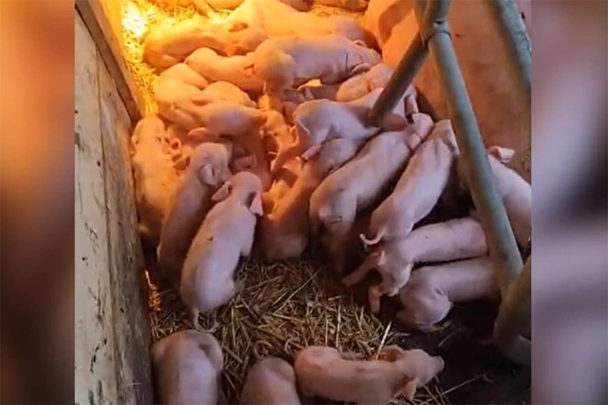 Neviđen rekord: Krmača oprasila 33 praseta (VIDEO)