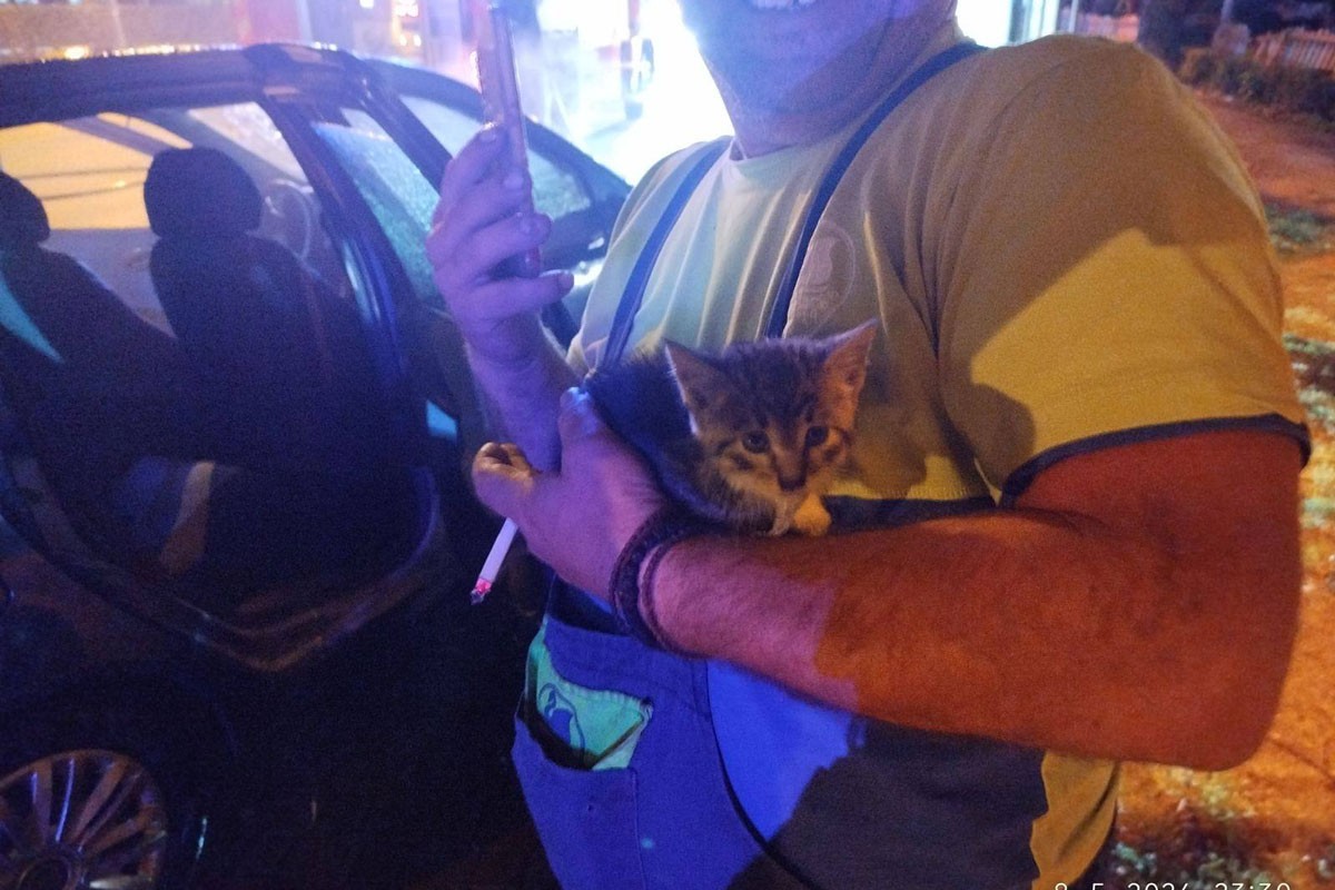 Banjalučki vatrogasci dva puta spašavali mačku (FOTO)