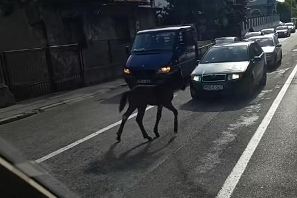 Ždrijebe zaustavilo saobraćaj u gradu u BiH (VIDEO)