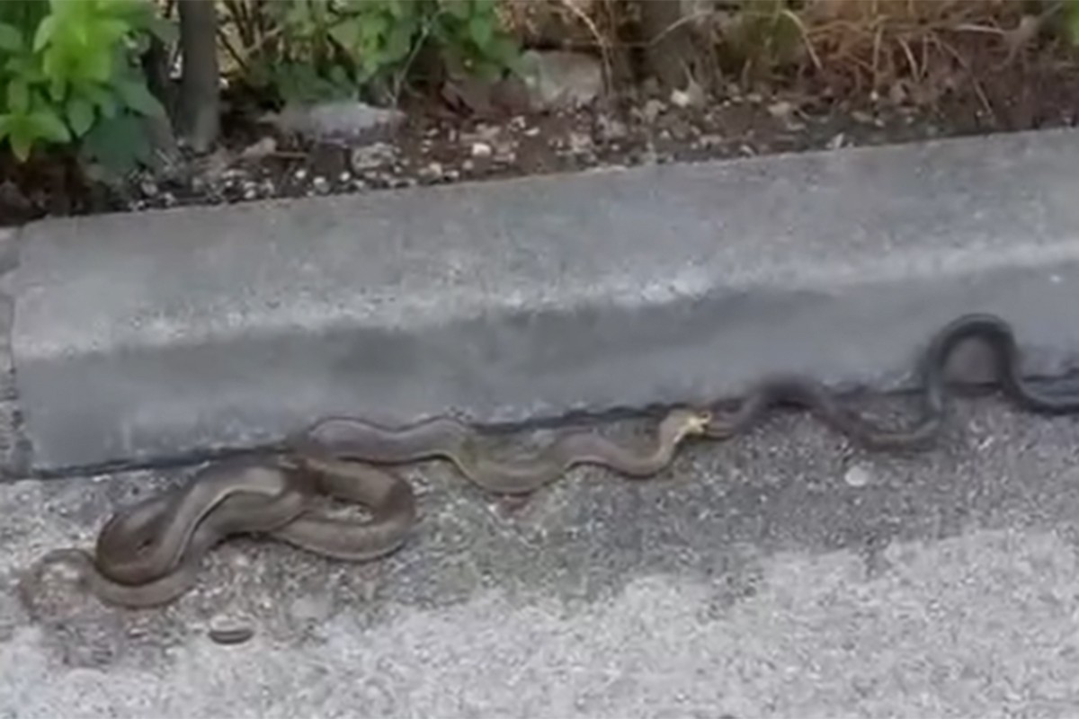 Zmije kod hotela u Sarajevu izazvale paniku: "Sezona je parenja" (VIDEO)