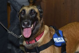 Službeni pas ugrizao zatvorskog policajca tokom pretresa ćelija