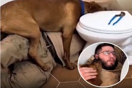 Pos'o je težak, al' je pomoćnik zainteresovan (VIDEO)