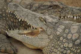 Riješena misterija stara 250 godina: Kako su krokodili preplivali ...