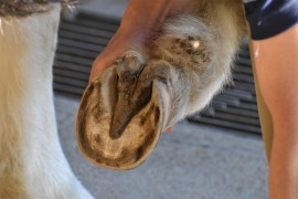 Tragedija u Hrvatskoj: Kobila jednim udarcem usmrtila veterinara