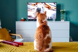 Zašto mačkama ne treba dozvoliti da dugo gledaju televizor