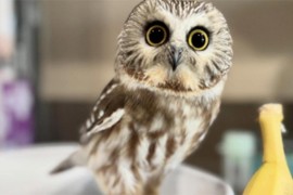 Sova manja od banane postala hit na internetu (FOTO)