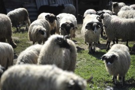 Bruceloza se širi u FBiH, u SBK zaraženo više od 50 ljudi