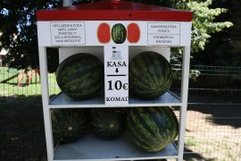 Afera "lubenicomat" u Hrvatskoj: Ko prodaje bostan prije berbe?