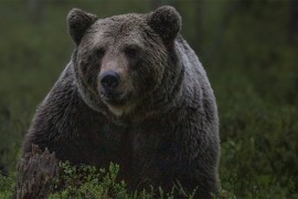 Medvjed uočen kod Doboja, upozorenje mještanima i lovcima