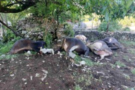 Porodici Brčić grom pobio krave, a onda se situacija preokrenula