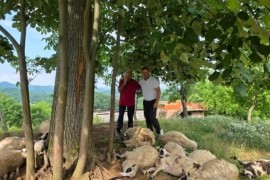 Grom usmrtio veliki dio stada: Porodica Ibrahimović ostala bez izvora ...