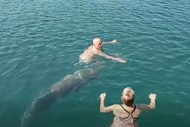 Nesvakidašnja scena u Dalmaciji: Delfin se pridružio kupačima (VIDEO)