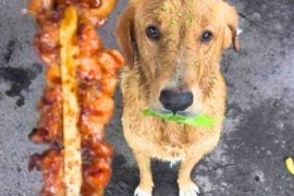 Pas pokušao pošteno da "plati" hranu (FOTO)