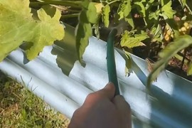 Trik za zalivanje biljaka ljeti: Mnogi prave veliku grešku (VIDEO)
