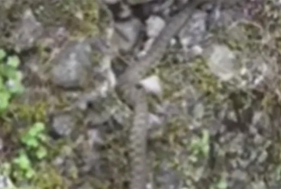Zmija snimljena na šetalištu u Banjaluci (VIDEO)