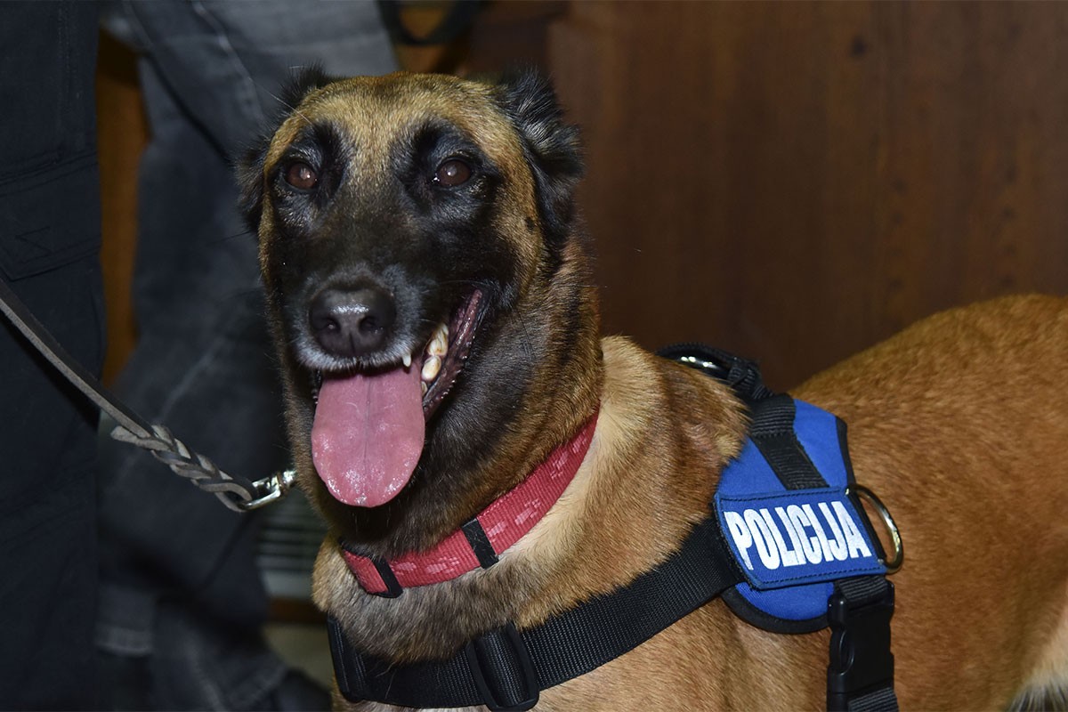 Službeni pas ugrizao zatvorskog policajca tokom pretresa ćelija