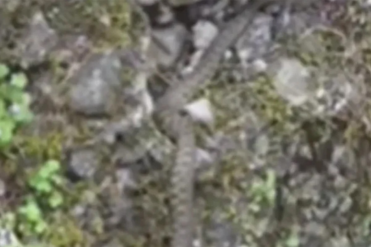 Zmija snimljena na šetalištu u Banjaluci (VIDEO)