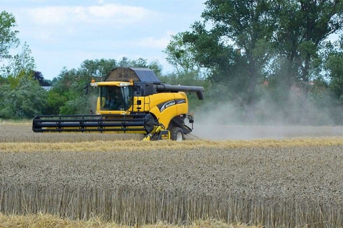 Poljoprivrednici u BiH strahuju: Žetva pšenice pred vratima, cijena nepoznata