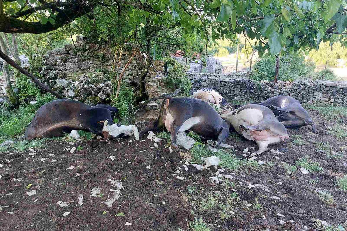 Porodici Brčić grom pobio krave, a onda se situacija preokrenula