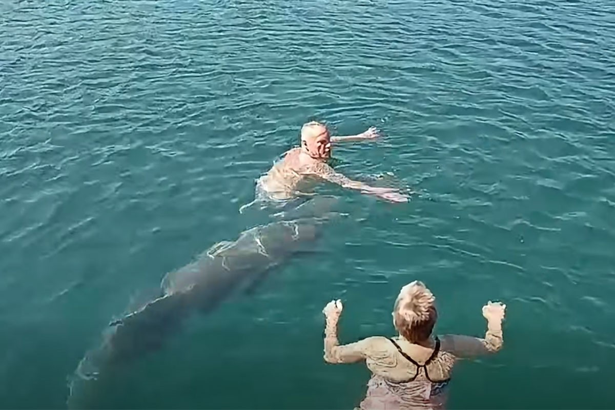 Nesvakidašnja scena u Dalmaciji: Delfin se pridružio kupačima (VIDEO)