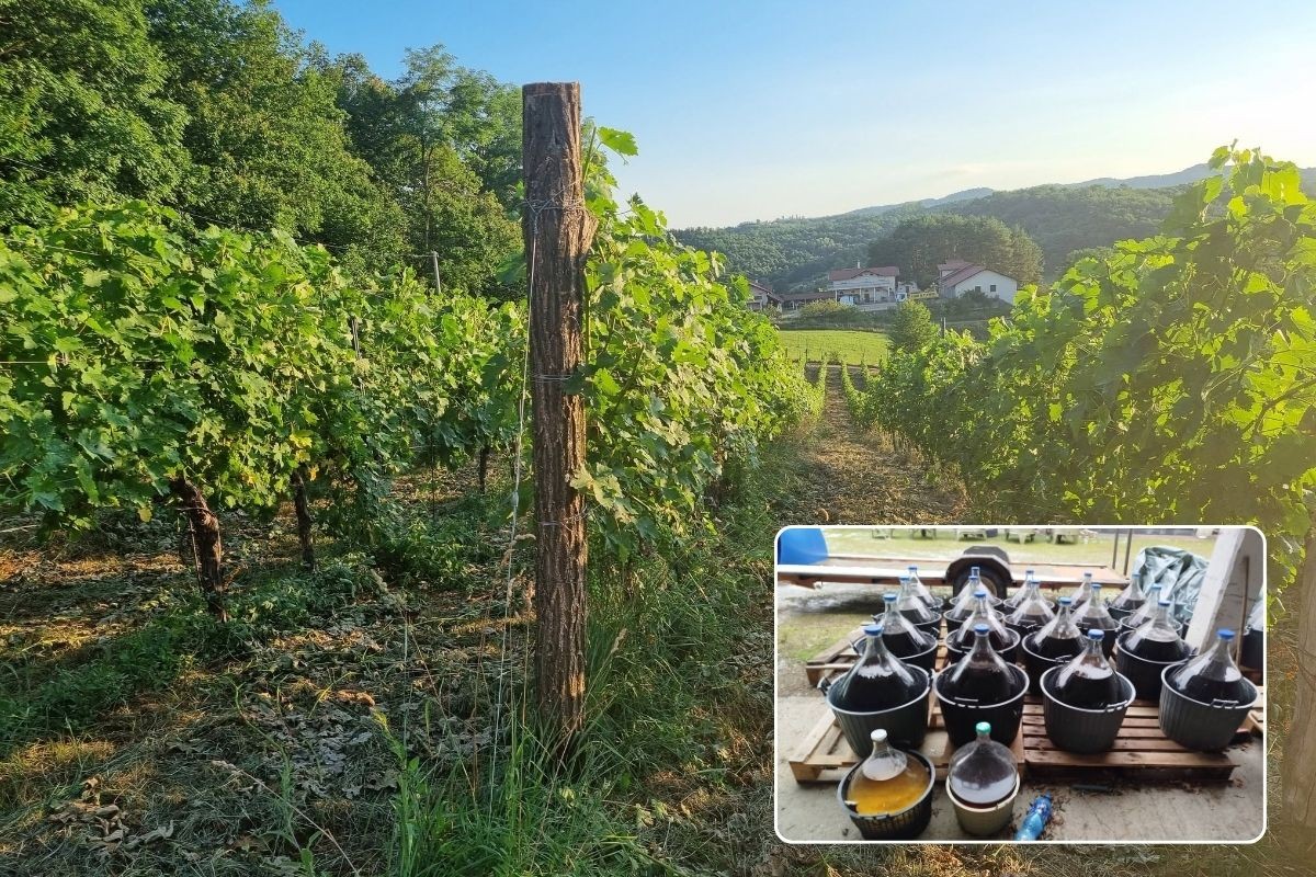 Banjalučka biskupijska zadruga prodaje vino kako bi opstala