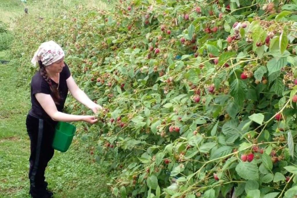 Sezona berbe u punom jeku: Podrinjski malinari očekuju dobar rod