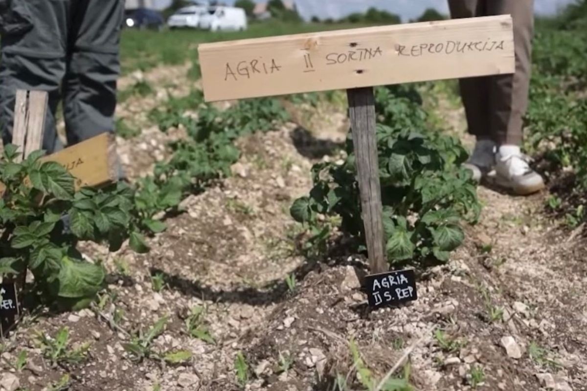 Glamočki krompir na oglednoj parceli: Cilj proizvoditi sjeme očišćeno od virusa