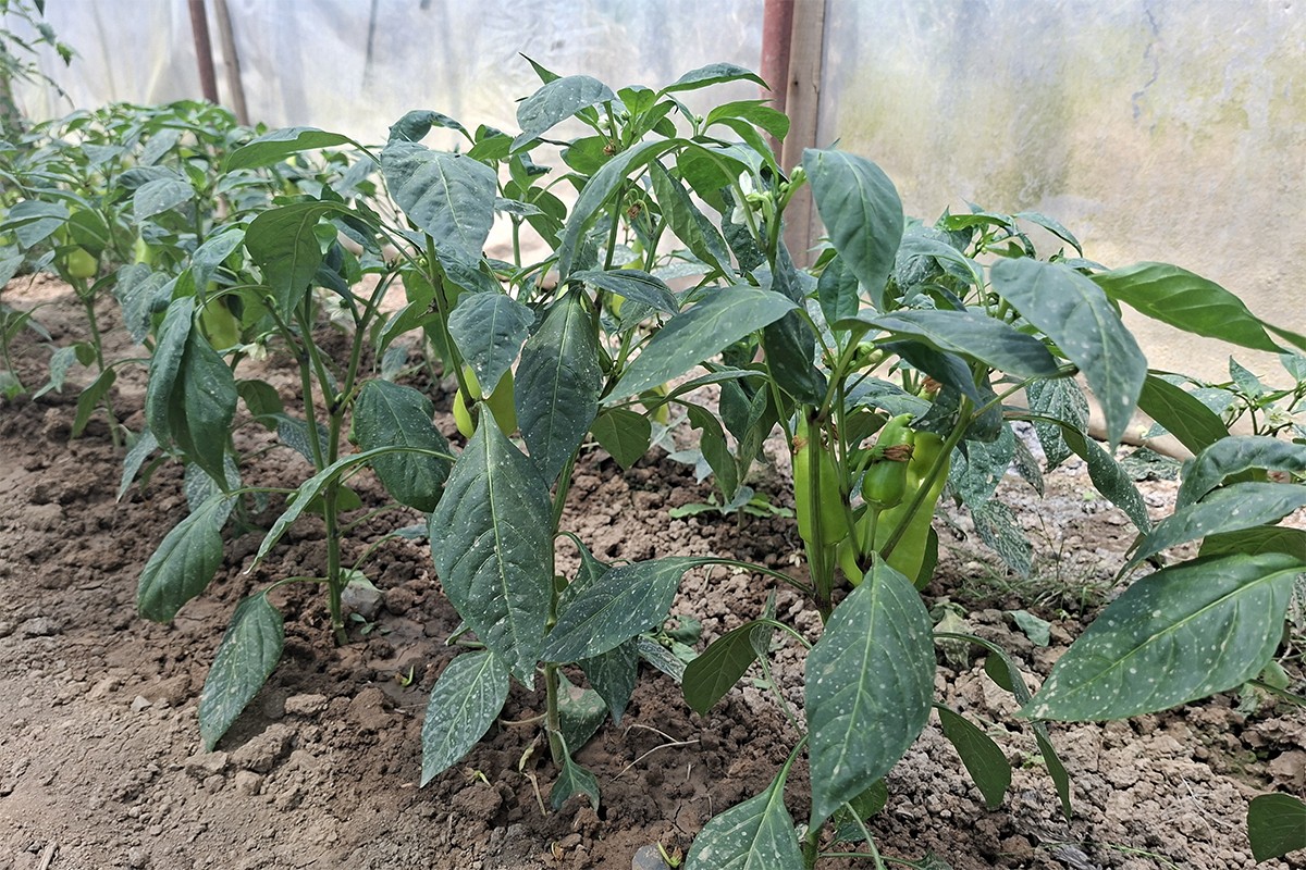 Šta raditi kada paprika "skovrdža" list (FOTO)