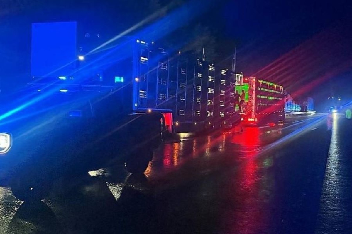Više od 900 prasića namijenjenih za BiH blokirali auto-put u Austriji