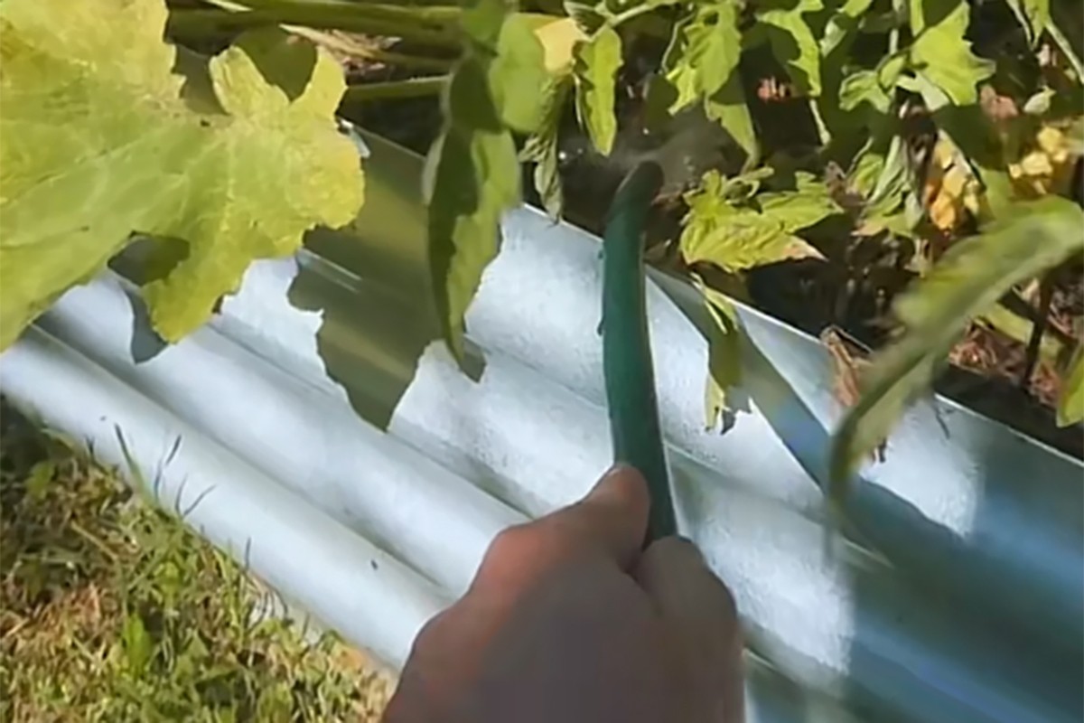 Trik za zalivanje biljaka ljeti: Mnogi prave veliku grešku (VIDEO)
