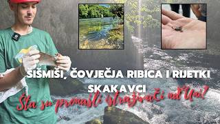 Šišmiši, čovječja ribica i rijetki skakavci: Šta su pronašli istraživači na Uni?