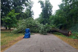 U parku "Mladen Stojanović" u Banjaluci palo drvo (FOTO, VIDEO)