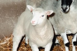 30 godina nakon ovce Doli: Šta kloniranje danas može, a šta i dalje ...