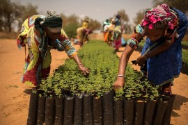 Afrika gradi zeleni zid dug 8.000 km: Stvoriće 10 miliona radnih ...