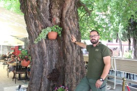 Stoljetna murva u Trebinju privlači turiste: Možda je starija i od ...