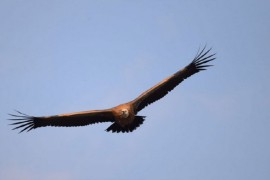 Na hrvatskom ostrvu živi ptica veća od čovjeka