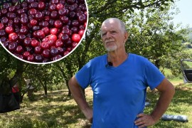 Voćar iz BiH ostao u čudu: Kupac tražio višnje bez koštica (VIDEO)