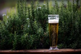 Koje cvijeće voli pivo? Sipajte malo u saksiju i gledajte moćnu ...