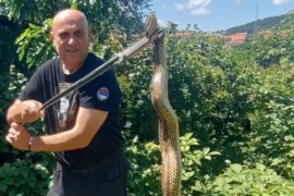 Heroj iz Trebinja opet na djelu: Uhvatio tri zmije za jedan dan (FOTO)