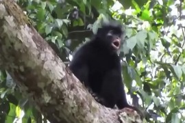 Naučnici otkrili tajanstvenu vrstu majmuna (VIDEO)