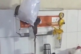 Bolnica pod istragom: Pacovi hodaju iznad kreveta (VIDEO)