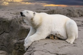 Nuklearni ledolomci mijenjaju rutu zbog polarnih medvjeda