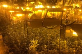 U Beogradu otkrivene tri laboratorije za proizvodnju marihuane